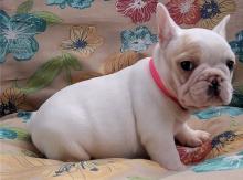 Puppies for sale french bulldog - Sweden, Esbjerg