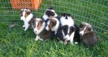 Puppies for sale sheltie (shetland sheepdog) - Ukraine, Kiev