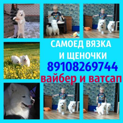 Продам щенка Самоед, самоедская лайка - Россия, Кострома