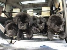 Puppies for sale newfoundland - Czech Republic, . Price 12 €