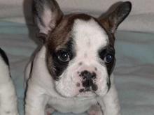 Puppies for sale french bulldog - Sweden, Leksand. Price 155 €