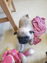 Puppies for sale pug - Czech Republic, Gottwald