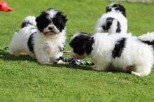 Puppies for sale shih tzu - Malta, Valletta