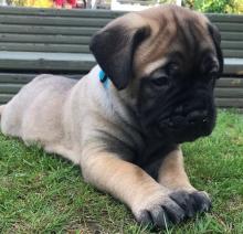 Puppies for sale bullmastiff - Estonia, Sillamyae