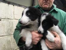 Puppies for sale border collie - Estonia, Narva