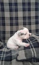 Puppies for sale english bulldog - Czech Republic, Prague. Price 250 €