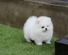 Puppies for sale pomeranian spitz - Malta, Valletta