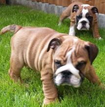 Puppies for sale english bulldog - Estonia, Kohtla-Jarve