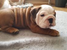 Puppies for sale english bulldog - Czech Republic, Banska Bystrica