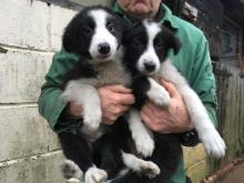 Puppies for sale border collie - Czech Republic, Nitra