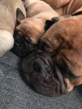 Puppies for sale bullmastiff - Czech Republic, Gottwald