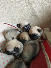 Puppies for sale pug - Czech Republic, Karlovy Vary. Price 250 €