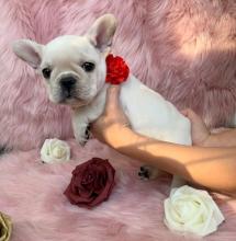 Puppies for sale french bulldog - Estonia, Kohtla-Jarve