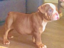 Puppies for sale english bulldog - Bulgaria, Sofia