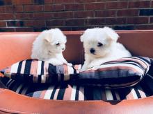 Puppies for sale maltese - Czech Republic, Olomouc. Price 250 €