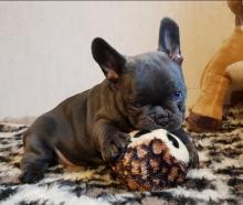 Puppies for sale french bulldog - Czech Republic, Gottwald. Price 250 €