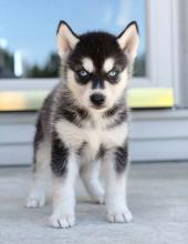 Puppies for sale , siberian husky - Czech Republic, Gottwald