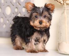 Puppies for sale yorkshire terrier - Czech Republic, Jihlava