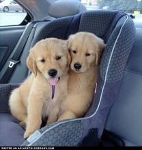 Puppies for sale golden retriever - Kyrgyzstan, Bishkek