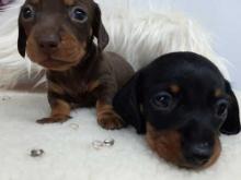 Puppies for sale dachshund - Bulgaria, Sofia