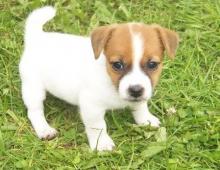 Puppies for sale jack russell terrier - Kazakhstan, Astana