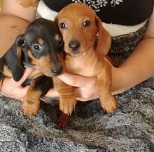 Puppies for sale dachshund - Belarus, Minsk