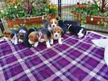 Puppies for sale beagle - Belarus, Minsk