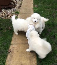 Puppies for sale samoyed dog (samoyed) - Italy, Cortina d'ampetso. Price 250 €