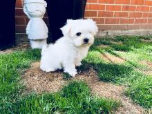 Puppies for sale maltese - Italy, Salerno. Price 250 €