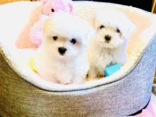 Puppies for sale maltese - Hungary, Budapest. Price 155 €