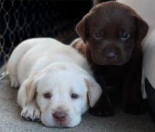 Puppies for sale labrador - Greece, Athens