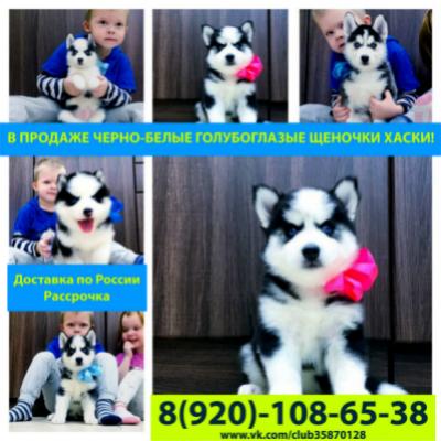 Продам щенка Хаски - Россия, Таганрог