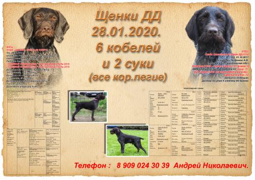 Продам щенка Дратхаар - Россия, Екатеринбург