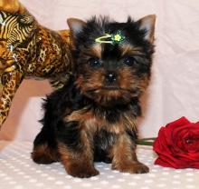 Puppies for sale yorkshire terrier - Netherlands, Oldebroek