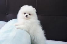 Puppies for sale pomeranian spitz - Luxembourg, Luxembourg. Price 250 €