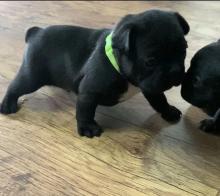 Puppies for sale french bulldog - Luxembourg, Luxembourg. Price 250 €