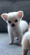 Puppies for sale chihuahua - Netherlands, Voorburg. Price 250 €