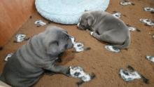 Puppies for sale staffordshire bull terrier - Netherlands, Dordrecht. Price 250 €