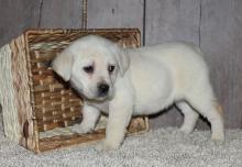 Puppies for sale labrador - Austria, Linz