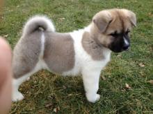 Puppies for sale akita - Lithuania, Zarasai