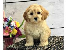 Puppies for sale , cockapoo puppies - Azerbaijan, Ganja