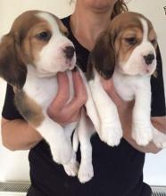 Puppies for sale beagle - Uzbekistan, Samarkand