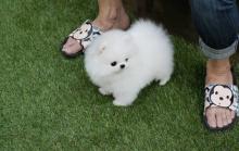 Puppies for sale pomeranian spitz - Spain, Seville