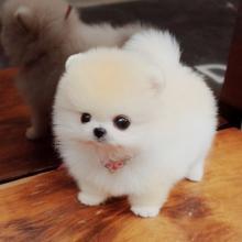 Puppies for sale , pomeranian  - Spain, Santa Cruz de Tenerife