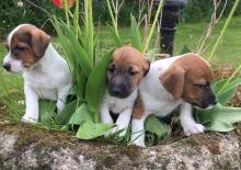 Puppies for sale jack russell terrier - Portugal, Faro