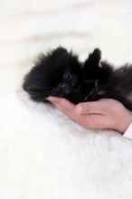 Puppies for sale pomeranian spitz - United Kingdom, Coventry