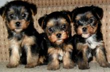 Puppies for sale yorkshire terrier - Latvia, Riga