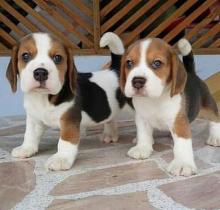 Puppies for sale beagle - Spain, Cadiz