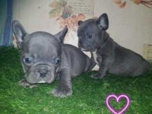 Puppies for sale french bulldog - Greece, Thessaloniki. Price 22 €