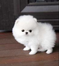 Puppies for sale pomeranian spitz - Bulgaria, Sofia. Price 5 ГРН